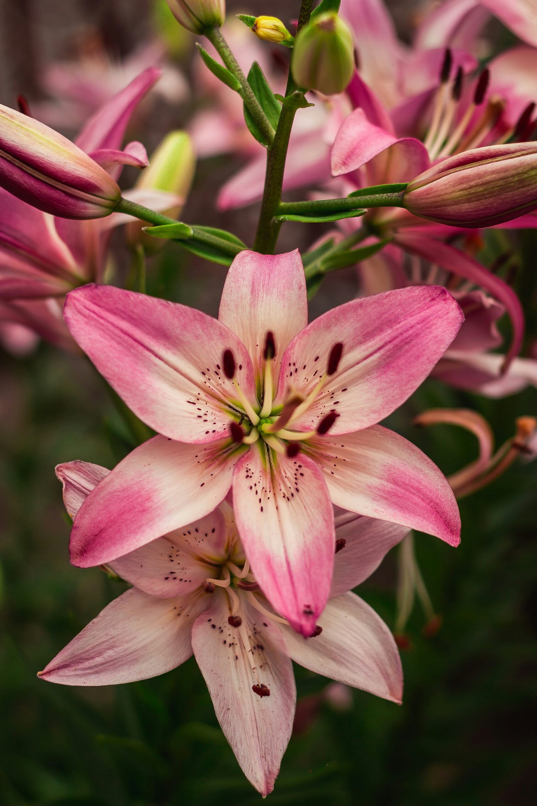 Lys rose en fleur