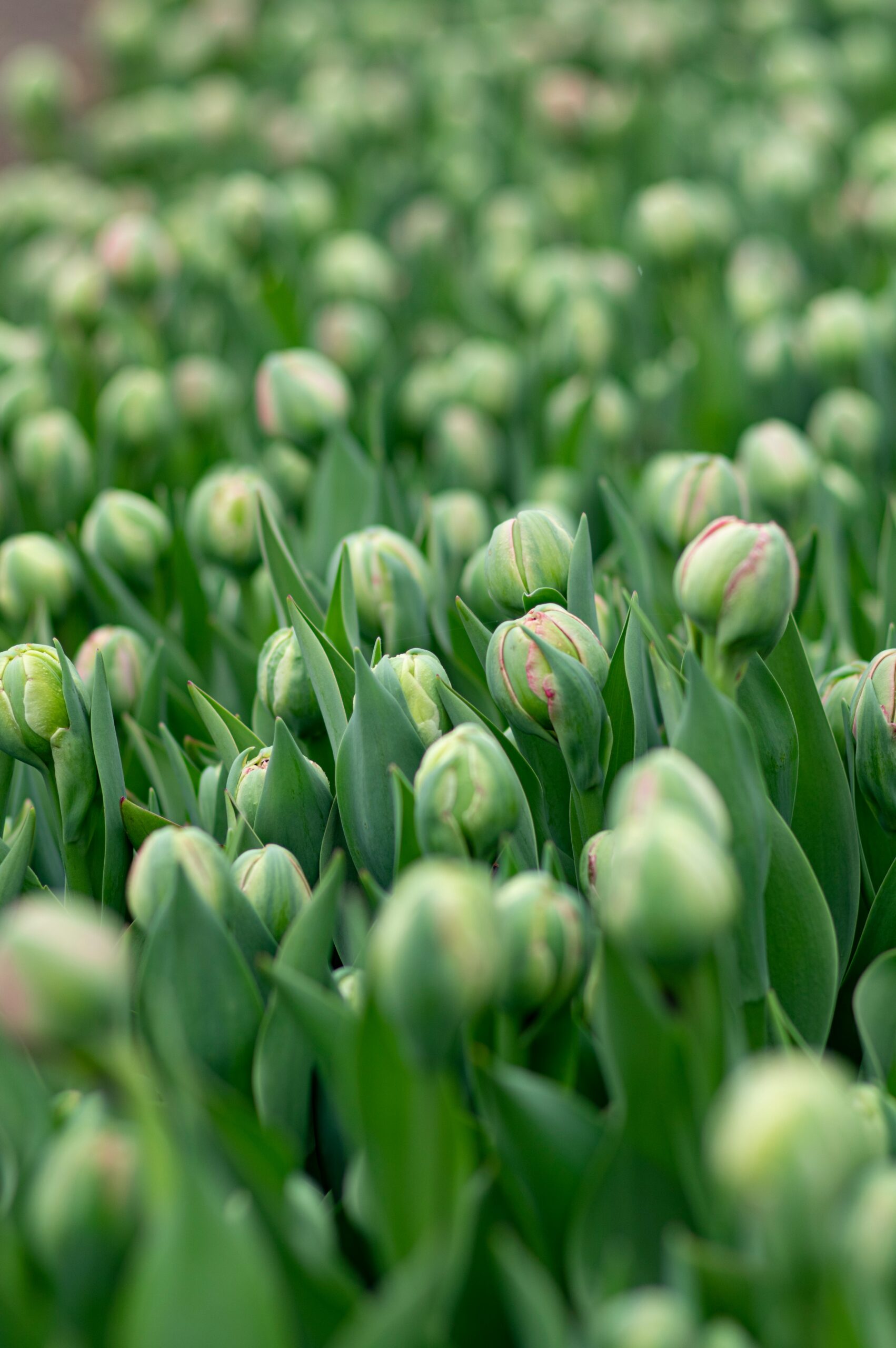 Massif de tulipes en bouton