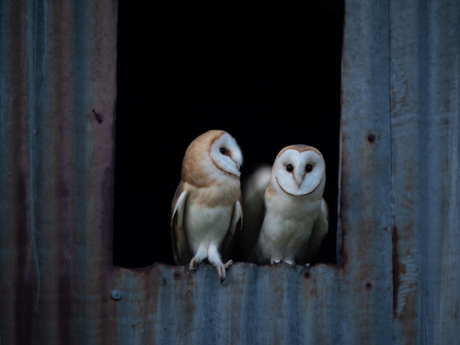 Rapaces nocturnes : de la plaine à la montagne