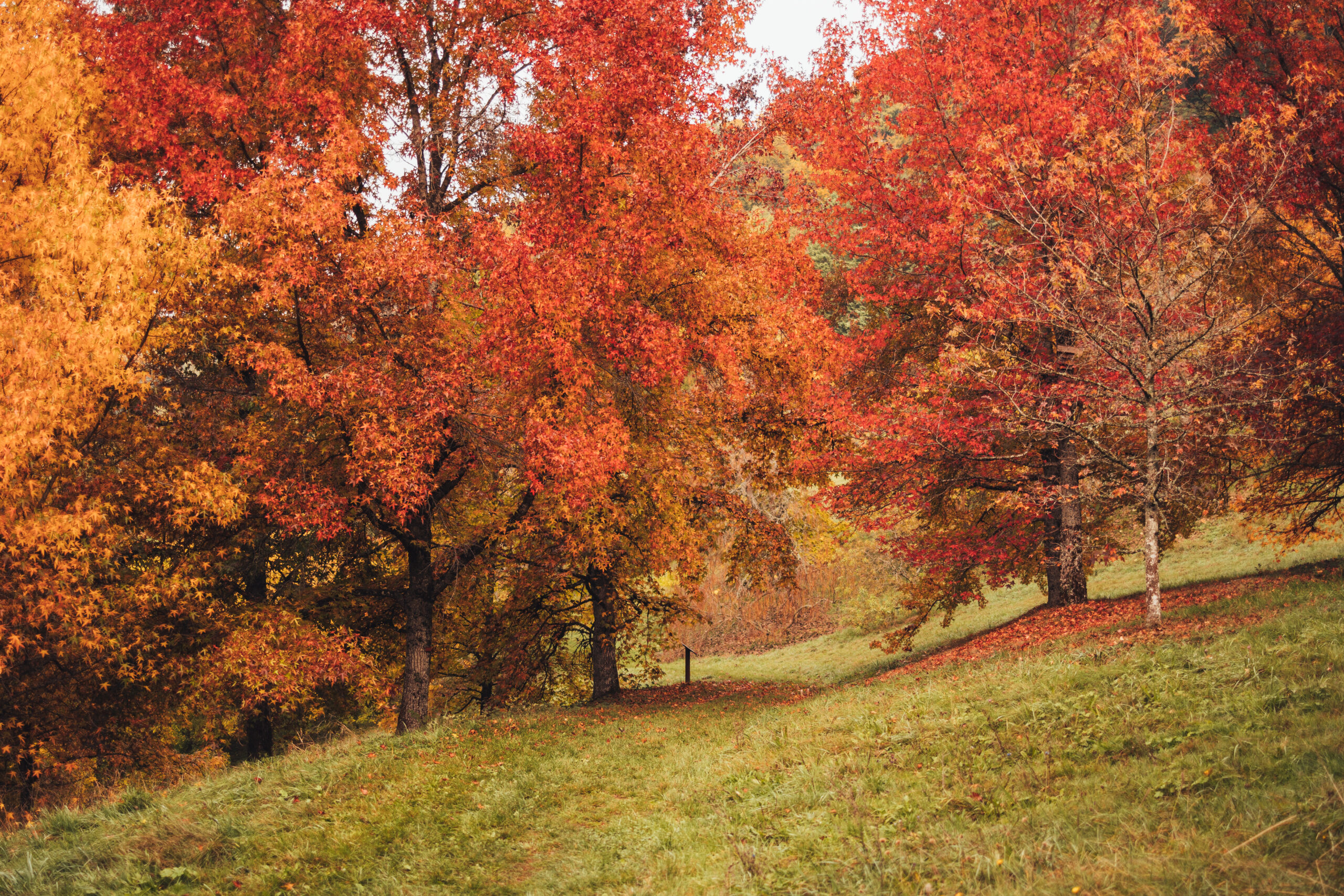 arbres aux couleurs d'automne